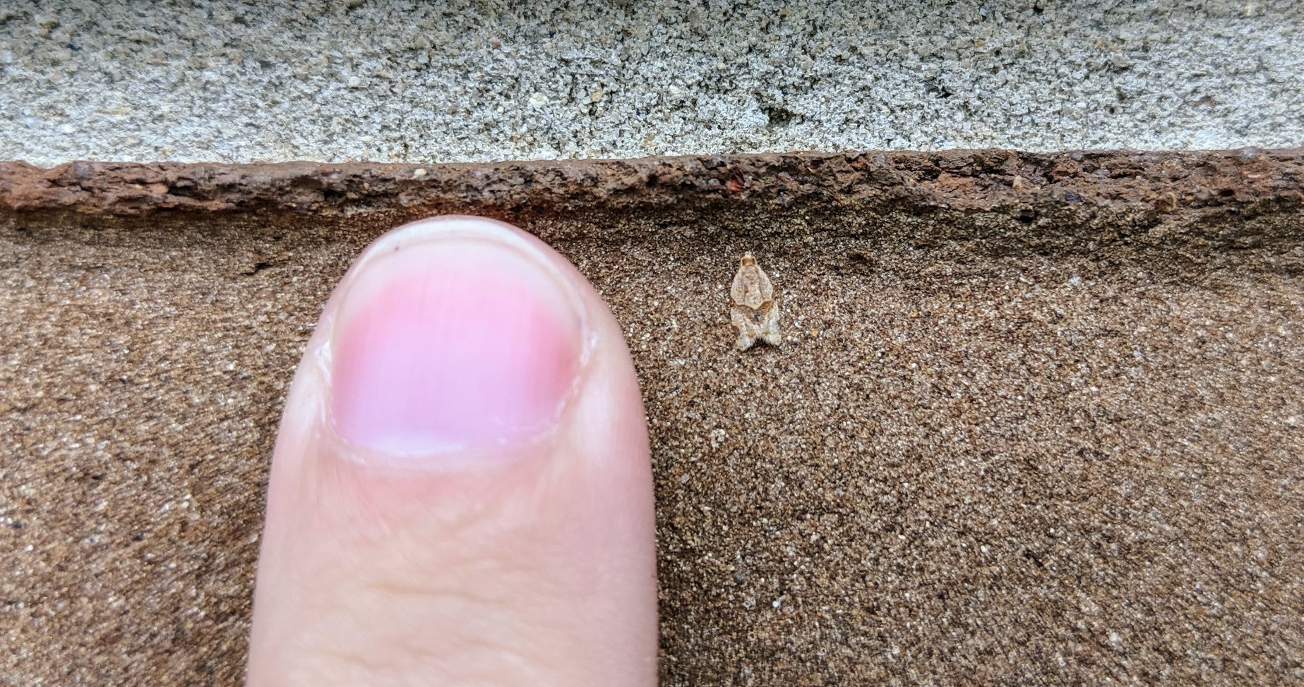 So smol.  The smolest_20190726.jpg